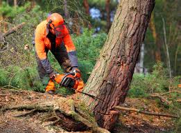 Best Tree Removal Services  in Hartford, IL